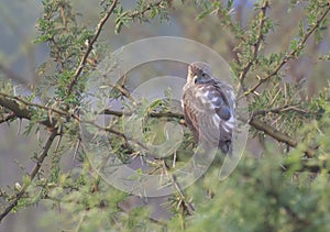 Eurasian Sparrow Hawk perching on Thorny Tree