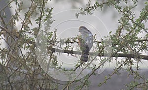 Eurasian Sparrow Hawk perching on Thorny Tree