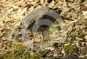 Eurasian sparrowhawk Accipiter nisus