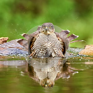 Eurasian Sparrowhawk - Accipiter nisus