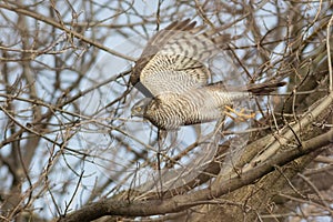 Eurasian Sparrowhawk, Accipiter nisus. The bird of prey took off swiftly from the branch