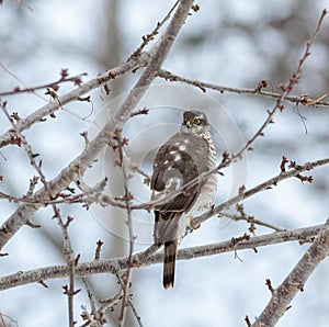 Eurasian sparrowhawk, Accipiter nisus. A bird sits on a branch, waiting for prey