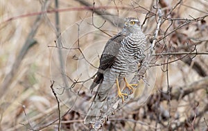 Eurasian Sparrowhawk, Accipiter nisus. The bird sits on a tree branch, looking out for prey