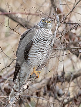 Eurasian Sparrowhawk, Accipiter nisus. The bird sits on a tree branch, looks at the photographer