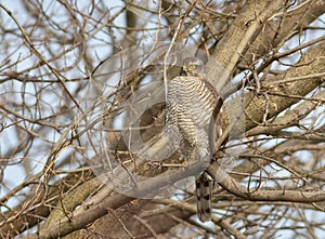 Eurasian Sparrowhawk, Accipiter nisus. The bird sits on a tree branch, lurking, waiting for prey