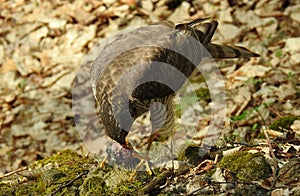 Eurasian sparrowhawk Accipiter nisus feeding