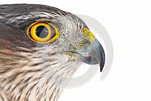 Eurasian Sparrowhawk Accipiter nisus female. Close-up portrait