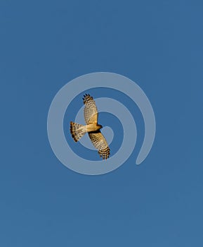 Eurasian sparrowhawk (Accipiter nisus) flying in the blue sky