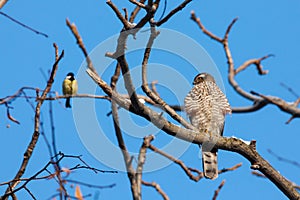 Eurasian sparrowhawk accipiter nisus and great tit parus major