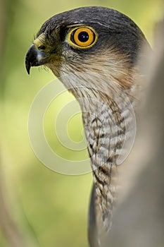 Eurasian Sparrowhawk Accipiter nisus hidden among the forest vegetation photo