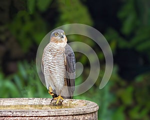 Eurasian Sparrowhawk - Accipiter nisus at rest.