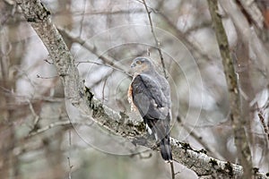 Eurasian sparrowhawk accipiter nisus sitting on branch