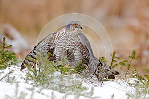 Eurasian sparrowhawk, Accipiter nisus, sitting on the snow in the forest with caught little songbird. Wildlife animal scene from