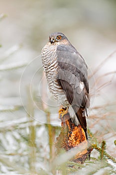 Eurasian sparrowhawk, Accipiter nisus, sitting on the snow in the forest with caught little songbird. Wildlife animal scene from