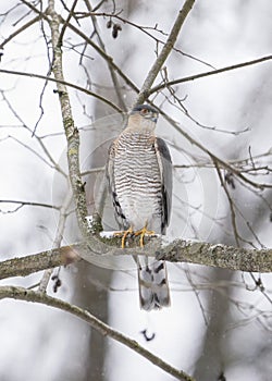 Eurasian sparrowhawk (Accipiter nisus) is a small bird of prey in the family Accipitridae.