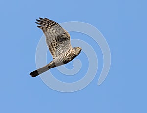 Eurasian sparrowhawk, Accipiter nisus. A young male flies against a blue sky