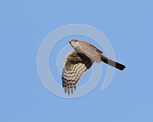 Eurasian sparrowhawk, Accipiter nisus. A young male flies against a blue sky