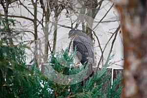 Eurasian sparrowhawk bird, Accipiter nisus