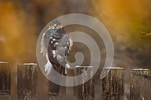Eurasian sparrowhawk bird, Accipiter nisus