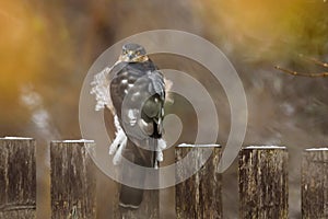 Eurasian sparrowhawk bird, Accipiter nisus