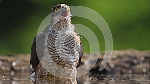 Eurasian Sparrowhawk cipiter nisus Bathing in summer forest, close up,