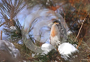 Eurasian sparrowhawk male