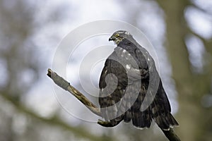 Eurasian sparrowhawk sitting on a branch