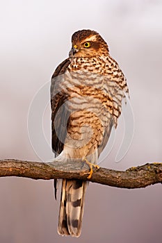 Eurasian sparrowhawk sitting on branch in autumn nature