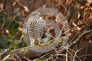 eurasian sparrowhawk sitting on branch with green moss in autumn forest