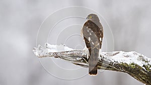 Eurasian sparrowhawk sitting on branch in winter nature