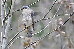 Eurasian sparrowhawk sitting on a tree branch