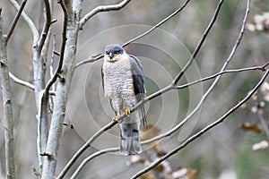 Eurasian sparrowhawk sitting on a tree branch