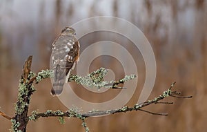 Eurasian Sparrowhawk - Sperber - Accipiter nisus