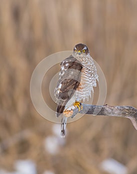 Eurasian Sparrowhawk - Sperber - Accipiter nisus