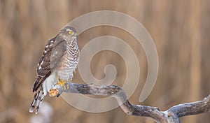 Eurasian Sparrowhawk - Sperber - Accipiter nisus