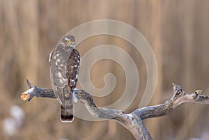 Eurasian Sparrowhawk - Sperber - Accipiter nisus