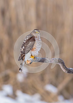 Eurasian Sparrowhawk - Sperber - Accipiter nisus