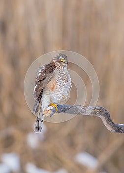 Eurasian Sparrowhawk - Sperber - Accipiter nisus