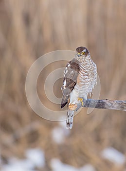 Eurasian Sparrowhawk - Sperber - Accipiter nisus