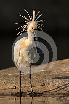 Eurasian Spoon-bill with crown