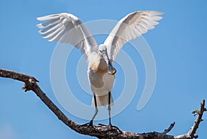 Eurasian spoonbill on a branch with open wings