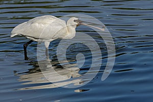 The Eurasian Spoonbill or Common Spoonbill Platalea leucorodia, eating fhish. photo