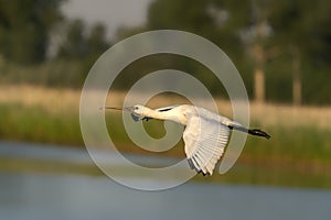 Eurasian Spoonbill or common spoonbill Platalea leucorodia  in flight.