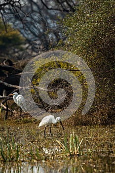 Eurasian spoonbill or common spoonbill in search of fish in wetlands of keoladeo national park or bharatpur bird sanctuary