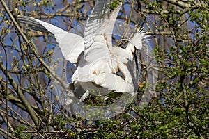 Eurasian spoonbill maiting in tree