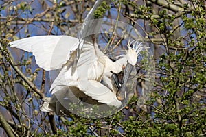 Eurasian spoonbill maiting in tree