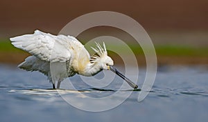 Eurasian Spoonbill (Platalea leucorodia)