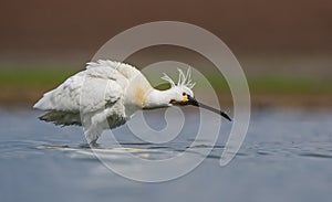 Eurasian Spoonbill (Platalea leucorodia)