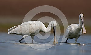 Eurasian Spoonbill (Platalea leucorodia)