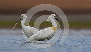 Eurasian Spoonbill (Platalea leucorodia)